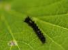 Lymantria dispar